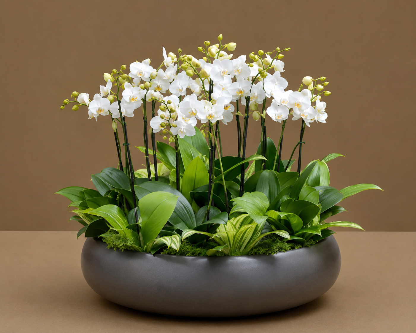 Jardim de Orquídeas Brancas Phalaenopsis Premium